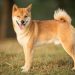 Tính cách và đặc điểm của chó Shiba