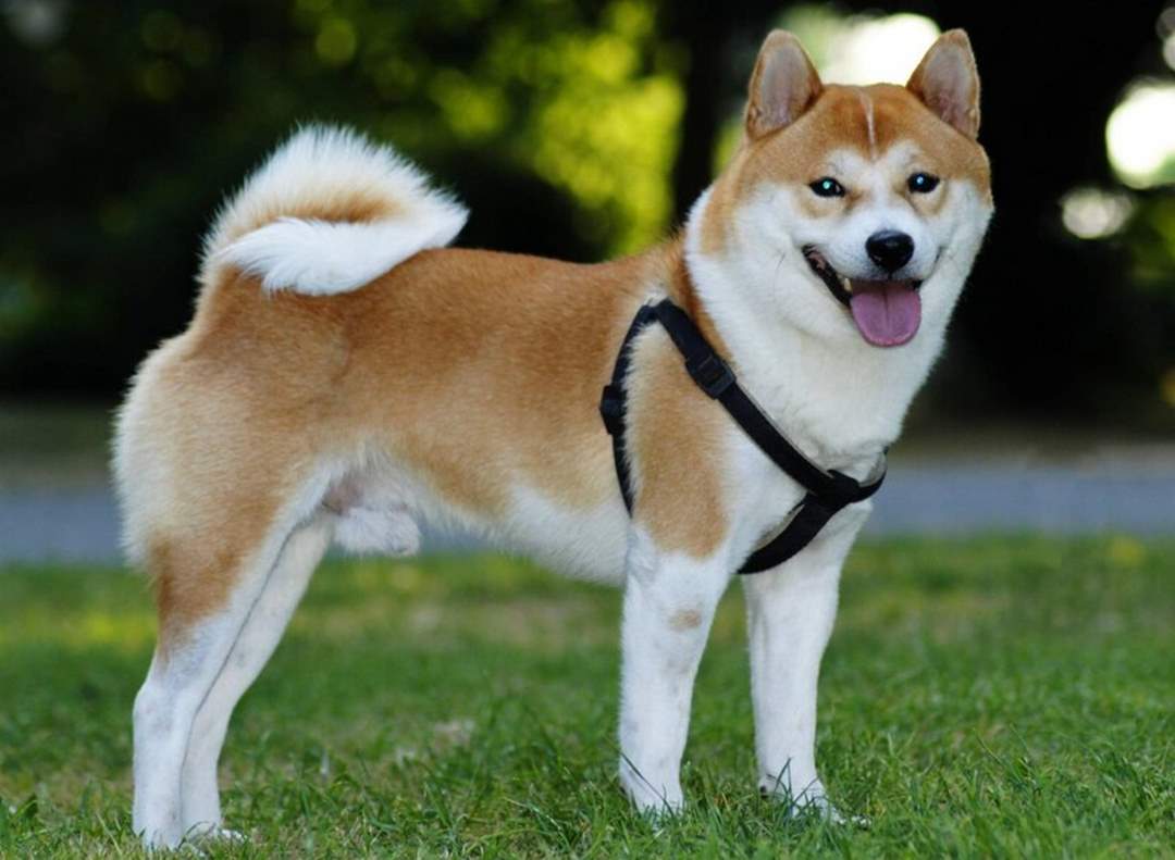 Lợi ích khi nuôi chó shiba