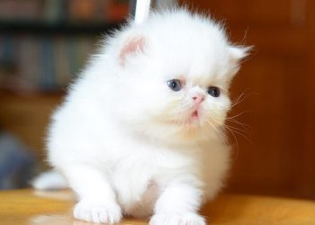 Tổng hợp đặc điểm ngoại hình của mèo Ba Tư