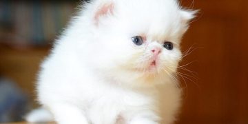 Tổng hợp đặc điểm ngoại hình của mèo Ba Tư