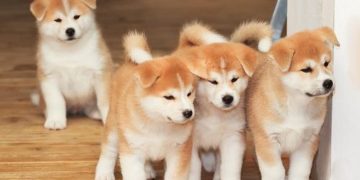 Còn rất nhiều yếu tố cần chú ý khi mua một chó Akita