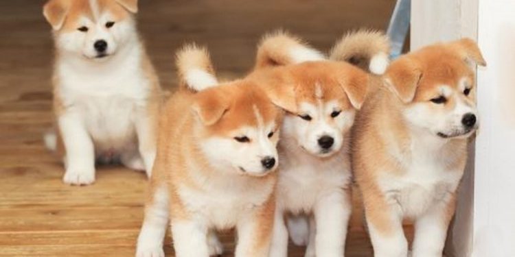 Còn rất nhiều yếu tố cần chú ý khi mua một chó Akita