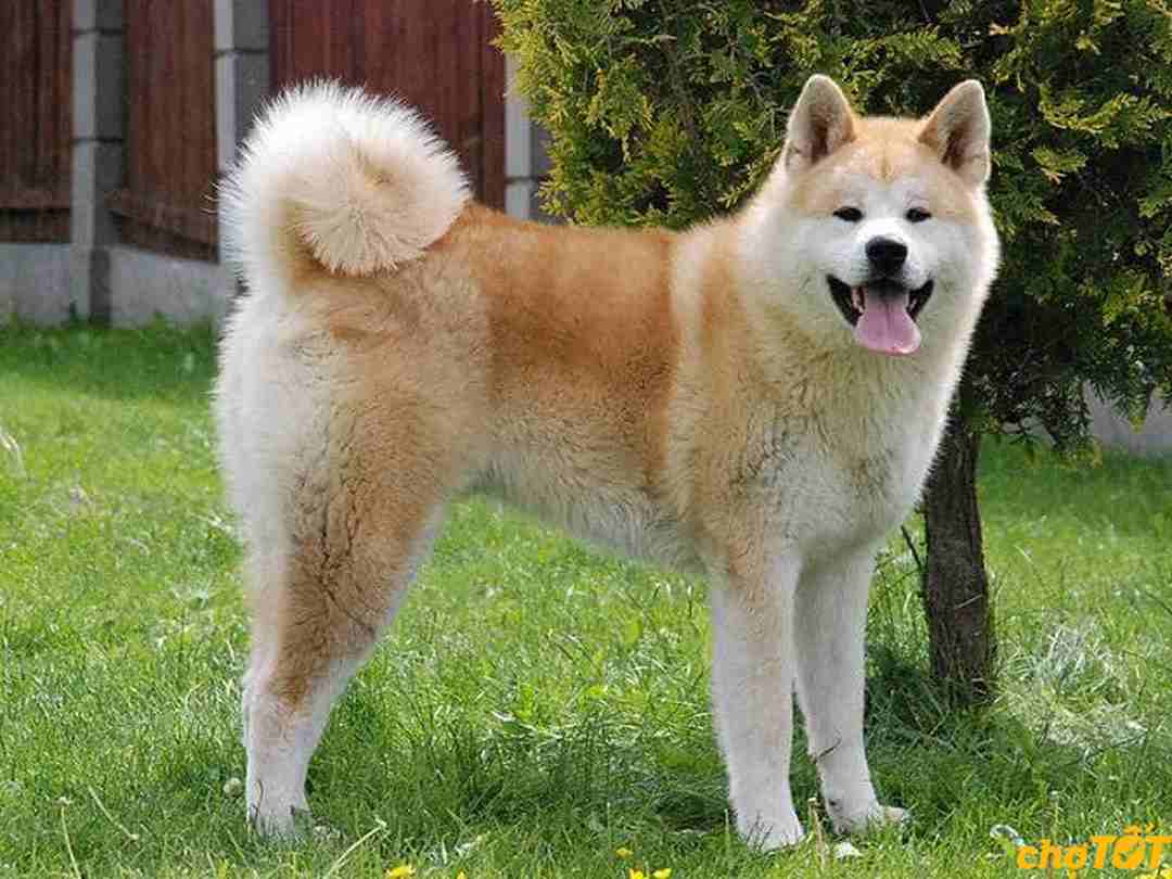 Giá chó Akita Inu được nhân giống tại Việt Nam