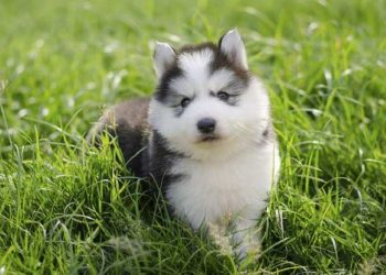 Bảo vệ sức khỏe Chó Husky Ngáo