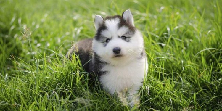Bảo vệ sức khỏe Chó Husky Ngáo