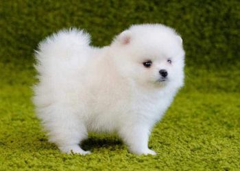 Giá chó phốc lông xù (chó Pomeranian)