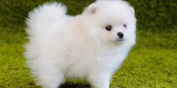 Giá chó phốc lông xù (chó Pomeranian)