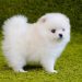 Giá chó phốc lông xù (chó Pomeranian)
