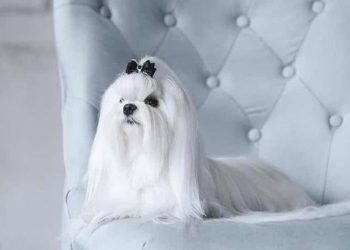 Tại Sao Chó Maltese Là Một Loài Đáng Yêu?