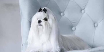 Tại Sao Chó Maltese Là Một Loài Đáng Yêu?
