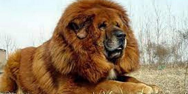 Giá chó Ngao Tây Tạng không rẻ