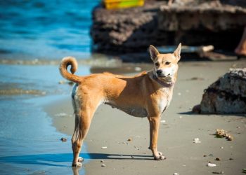 Những Yếu Tố Ảnh Hưởng Đến Giá