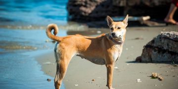 Những Yếu Tố Ảnh Hưởng Đến Giá