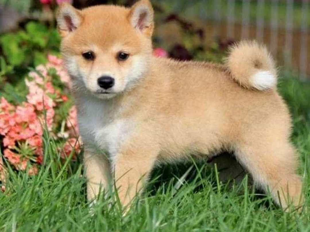 Những yếu tố ảnh hưởng đến giá cả chó shiba