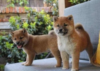 Chó Shiba giá bao nhiêu tiền?