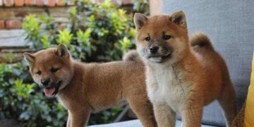 Chó Shiba giá bao nhiêu tiền?