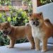 Chó Shiba giá bao nhiêu tiền?