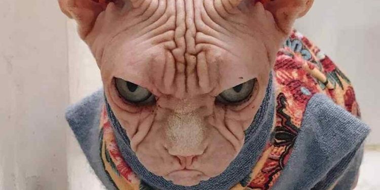 Giá Mèo Ai Cập: Tìm Hiểu Thông Tin Về Giá Bán