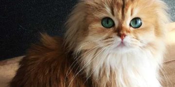 Giá mèo Anh lông dài bao nhiêu?