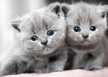 Các yếu tố ảnh hưởng đến giá mèo Anh lông ngắn