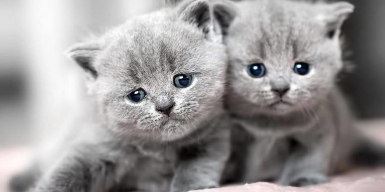 Các yếu tố ảnh hưởng đến giá mèo Anh lông ngắn