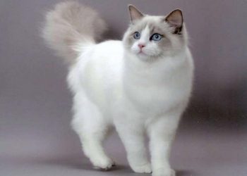 Đặc điểm của mèo Ragdoll
