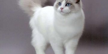 Đặc điểm của mèo Ragdoll