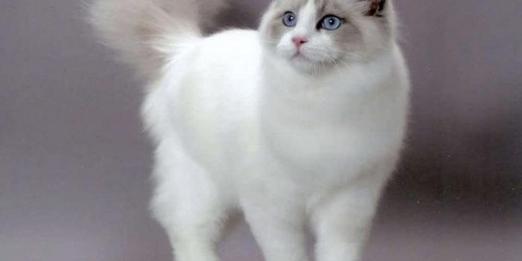 Đặc điểm của mèo Ragdoll