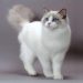 Đặc điểm của mèo Ragdoll
