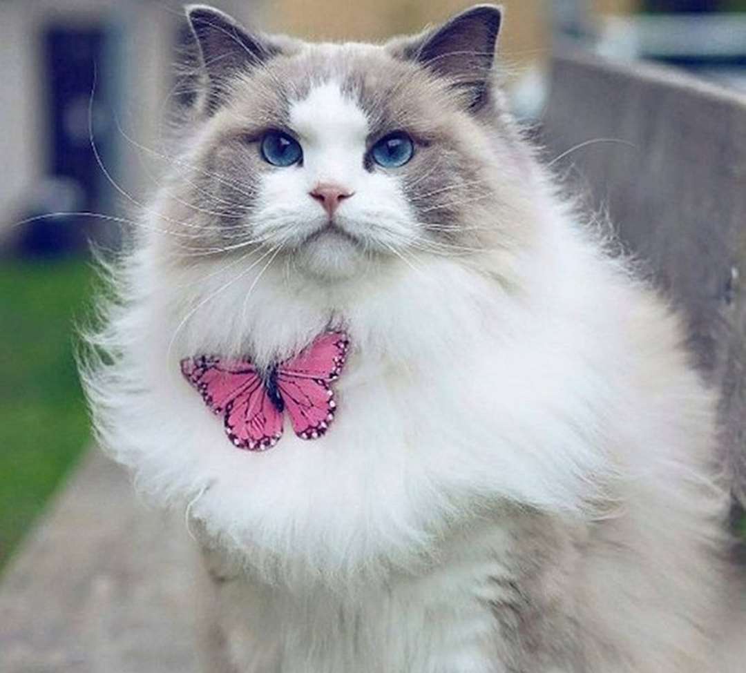 Lợi ích của việc nuôi mèo Ragdoll