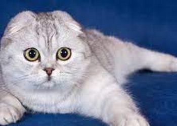 Cách nuôi mèo tai cụp hiệu quả