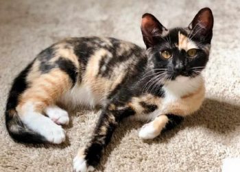 Các Bước Cần Thiết Để Nuôi Dưỡng Mèo