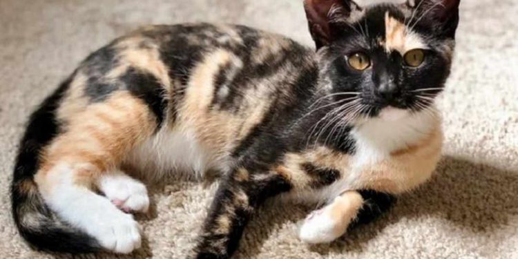 Các Bước Cần Thiết Để Nuôi Dưỡng Mèo