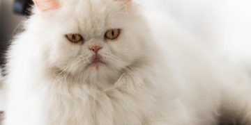 Cách giúp Mèo Ba Tư tránh bệnh