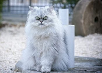 Nguồn gốc mèo Ba Tư