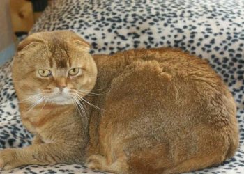 Tai mèo bị cụp cho đột biến gen