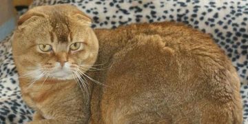 Tai mèo bị cụp cho đột biến gen