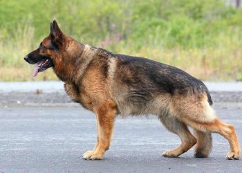 Giới thiệu về chó Becgie