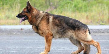 Giới thiệu về chó Becgie