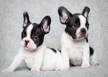 Cách Chăm Sóc Bull Pháp