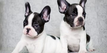 Cách Chăm Sóc Bull Pháp