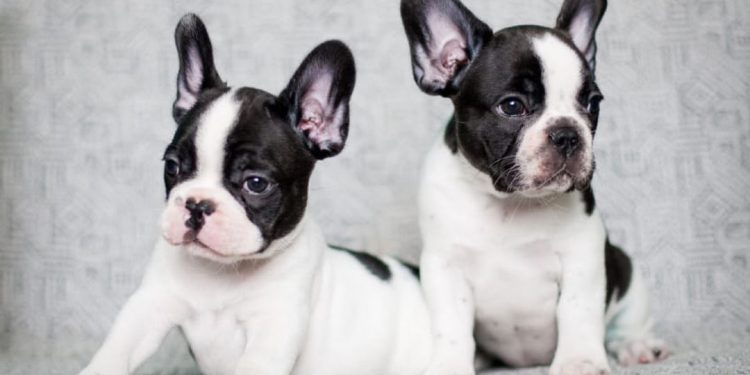 Cách Chăm Sóc Bull Pháp