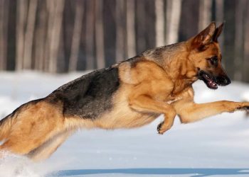 Cách để phát triển kỹ năng xử lý trí tuệ của chó chăn cừu đức