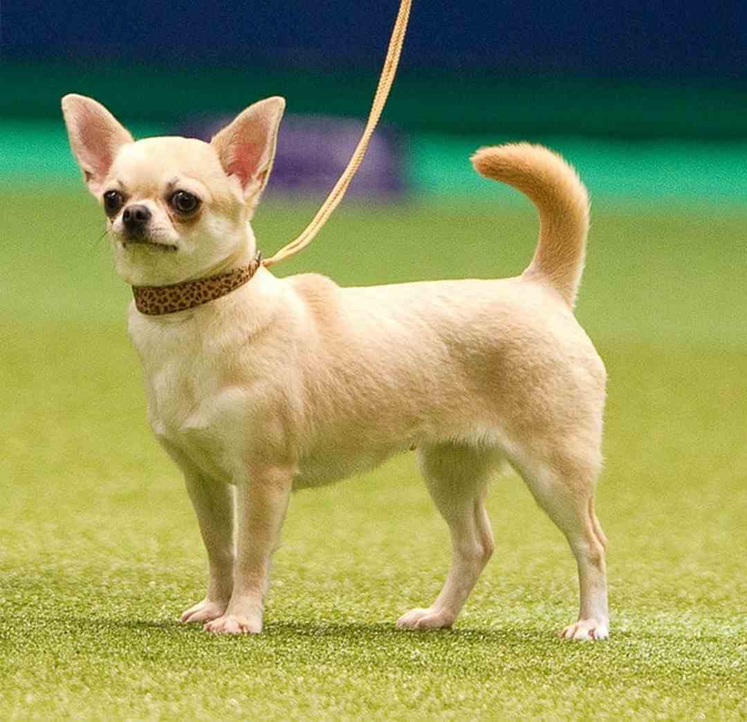 Đặc điểm tính cách chó Chihuahua