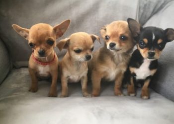 Lựa Chọn Chó Chihuahua Phù Hợp Với Bạn