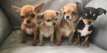 Lựa Chọn Chó Chihuahua Phù Hợp Với Bạn