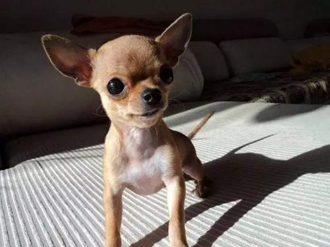 Nuôi Dưỡng Chó Chihuahua