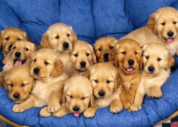 Tính cách chó Golden Retriever