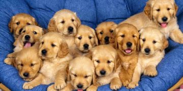 Tính cách chó Golden Retriever