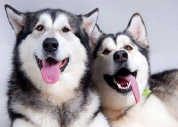 Cách Phòng tránh những Hành vi xấu của Chó Husky Ngáo
